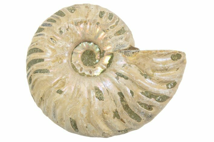 Silver, Iridescent Ammonite Fossil - Madagascar #191924